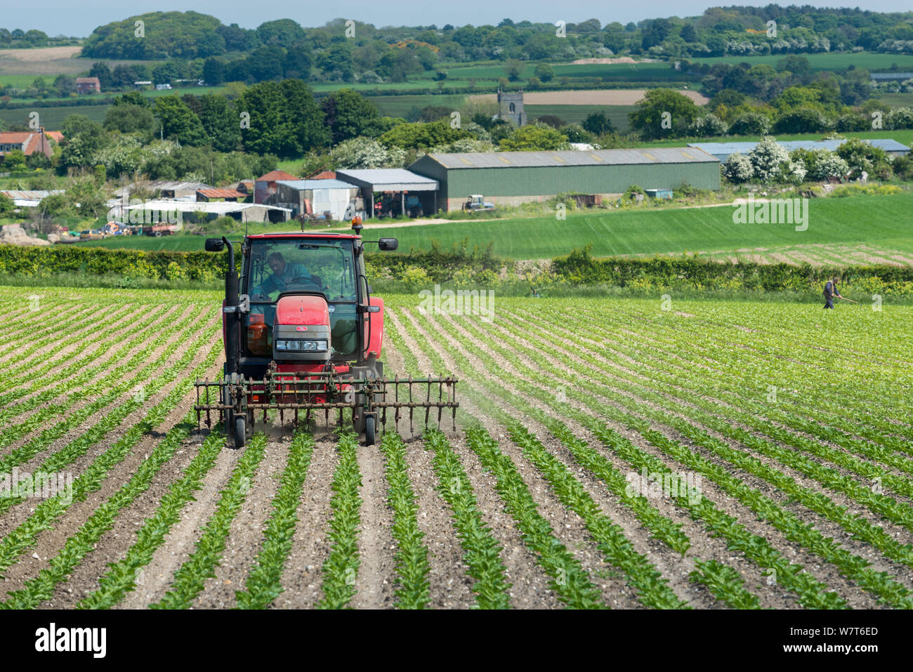 Traktor hacken Zuckerrüben (Beta vulgaris) mit einem vorn montierten Hacke, die umliegende Landschaft, Kirche und landwirtschaftlichen Gebäuden, North Norfolk, England, UK, Juni 2013. Stockfoto