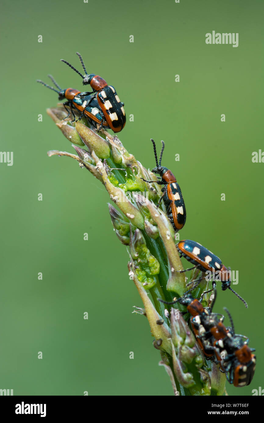 Gemeinsame Spargel Käfer (Crioceris asparagi) Befall von erwachsenen Käfer auf Tipp von genießbaren Spargel, Norfolk, England, UK, Juni. Stockfoto