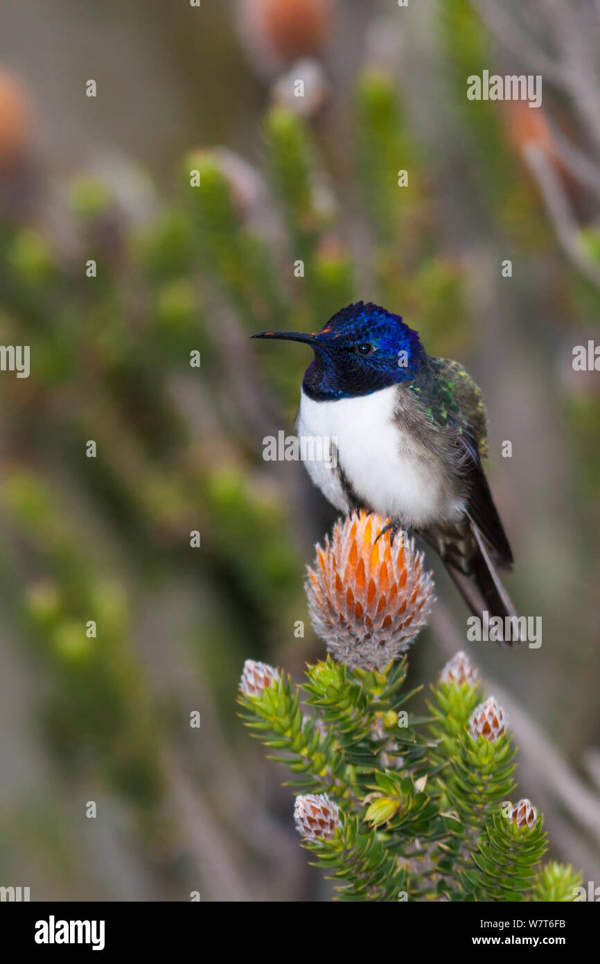 Ecuadorianische Hillstar Kolibri (Oreotrochilus Chimborazo) thront auf Chuquiraga (Chuquiraga Jussieui), Nationalpark Cotopaxi, Ecuador Stockfoto