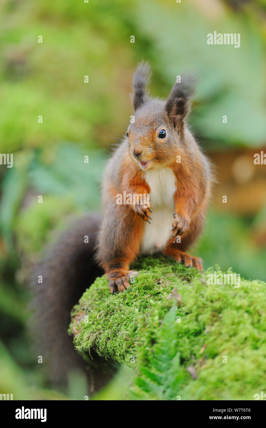 Eichhörnchen (Sciurus vulgaris) Futter für Lebensmittel auf dem Waldboden. Fife, Schottland, Januar. Stockfoto
