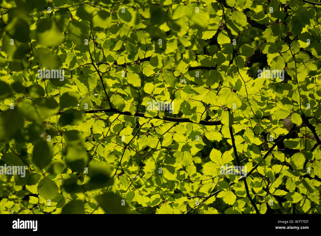 Buche (Fagus sylvaticus) an einem sonnigen Tag, Sheffield, South Yorkshire, England, UK, Mai. Stockfoto