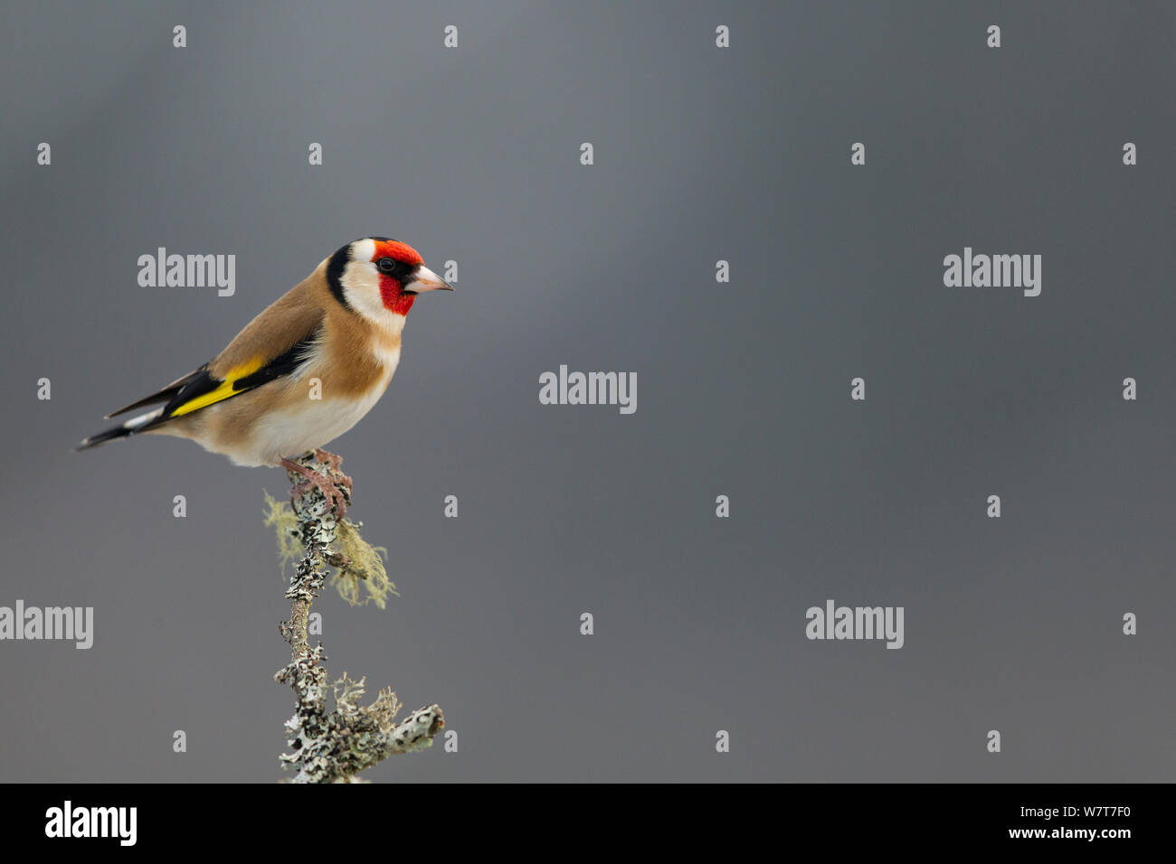 Stieglitz (Carduelis carduelis) Peak District, England, Großbritannien, Februar. Stockfoto