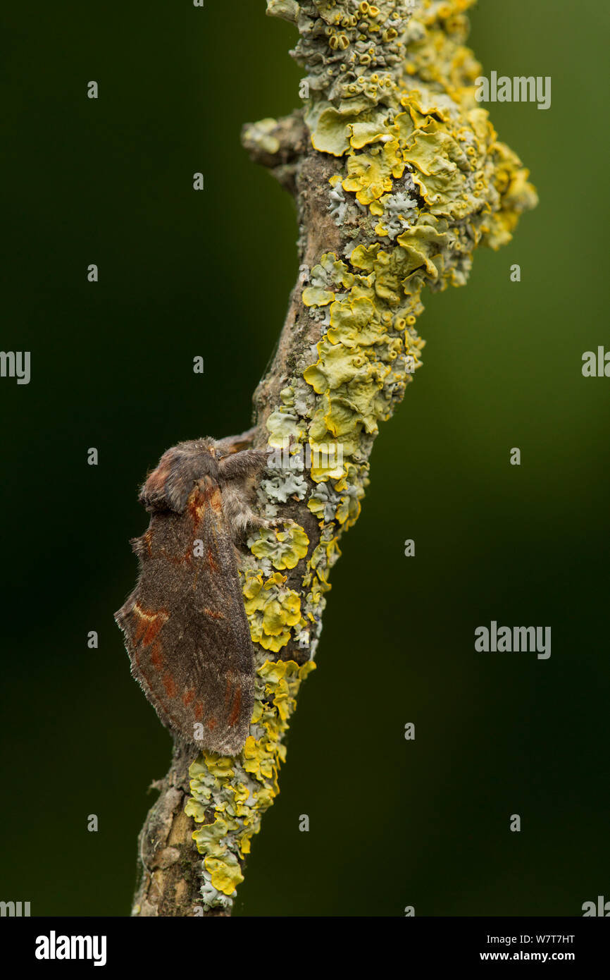 Bügeleisen Prominente (Notodonta dromedarius) Erwachsenen auf gelbe Flechten bedeckt Zweig, Sheffield, England, UK, August. Stockfoto