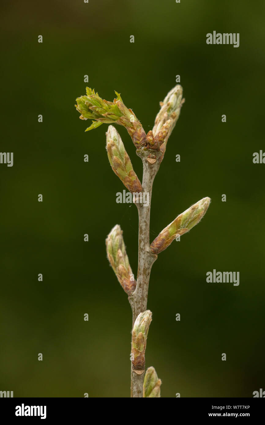 Bud Eiche (Quercus sp) Anfang zu öffnen, England, UK, Mai. Stockfoto