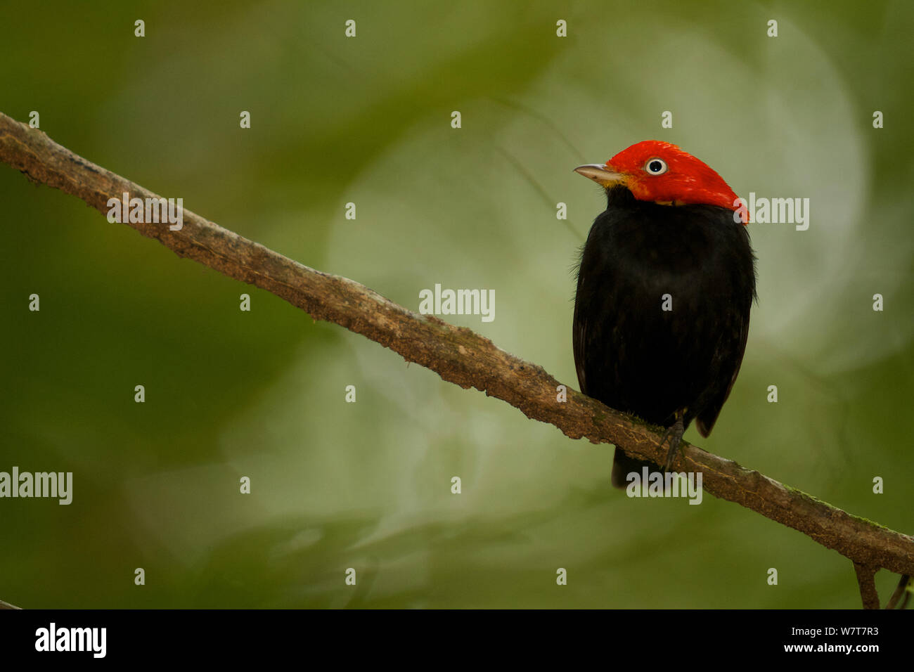 Erwachsenen männlichen Red-capped Manakin (Pipra mentalis) an ein Display barsch. Soberania Nationalpark, Gamboa, Panama, Dezember. Stockfoto