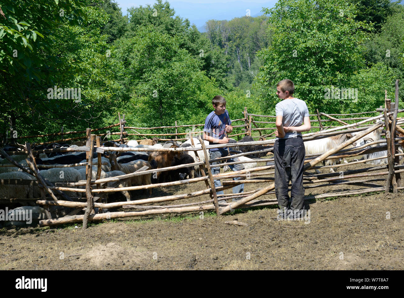 Hirten jungen Hütehunde Ziegen (Capra Hircus) in Stift für das Melken, die Karpaten, Ukraine, Juli 2013. Stockfoto