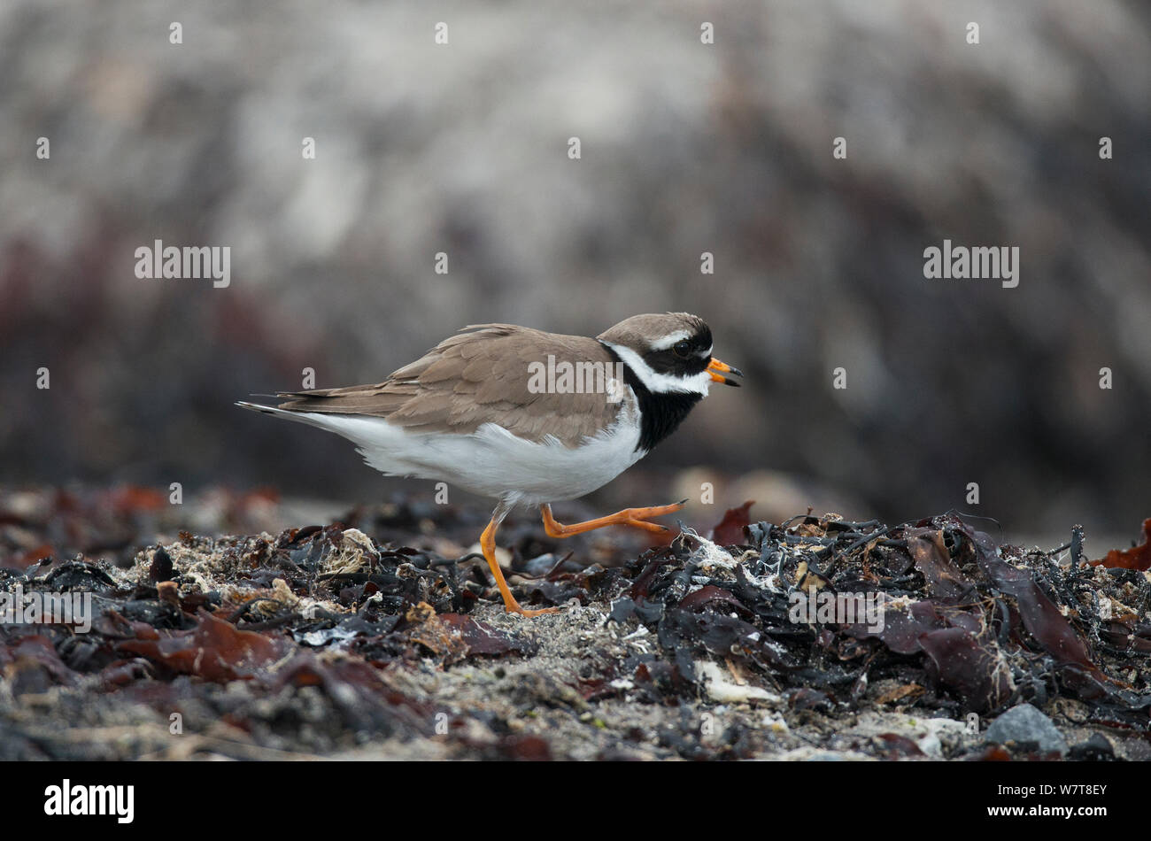 Männliche Kibitze (Charadrius hiaticula) aggressiv zu Vordringenden Vögel auf seine Küstenlinie Zucht Gebiet. Varanger Ufer, Finnmark, Norwegen, Juni. Stockfoto