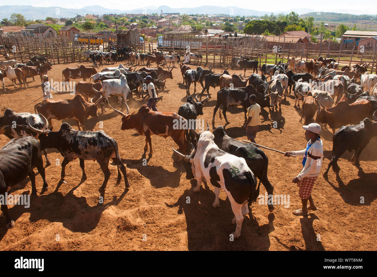 Zebu-rinder (Bos indicus) Markt in Ambalavao, zentralen Madagaskar, November 2012. Stockfoto