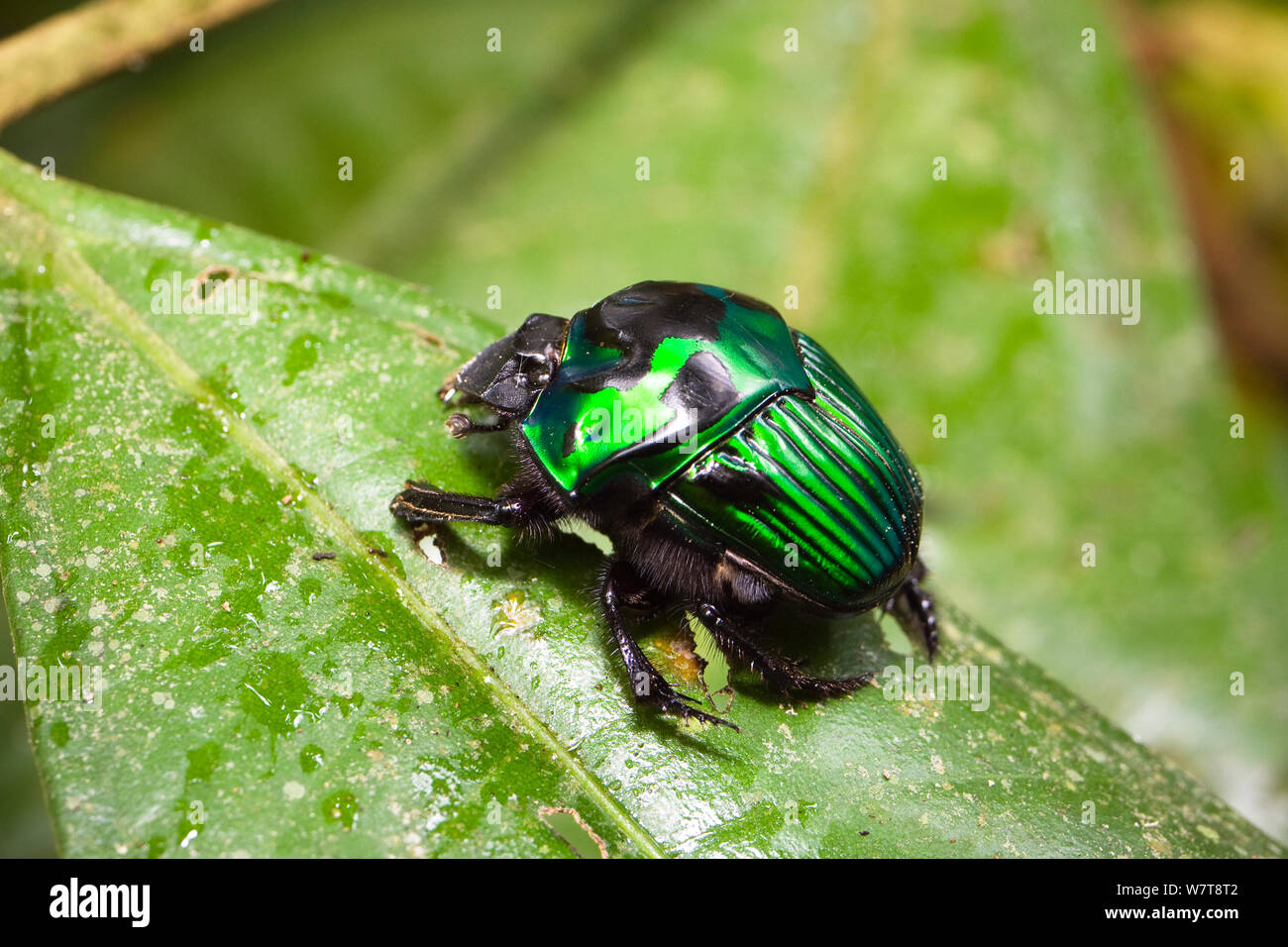 Irisierende grün Dung Beetle (Scarabidae) im Regenwald am Tambopata Fluss, Tambopata National Reserve, Peru, Südamerika. Stockfoto