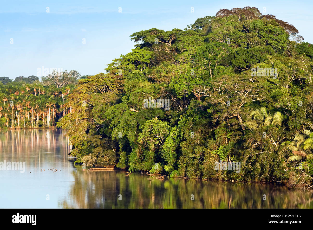 Tropischer Regenwald an Sandoval Lake, Tambopata National Reserve, Peru, Südamerika. Stockfoto