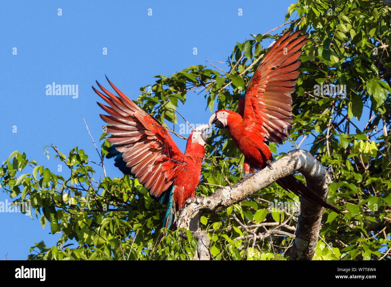 Rot-grünen Aras (Ara chloroptera) kämpfen, im Regenwald, Tambopata National Reserve, Peru, Südamerika. Stockfoto