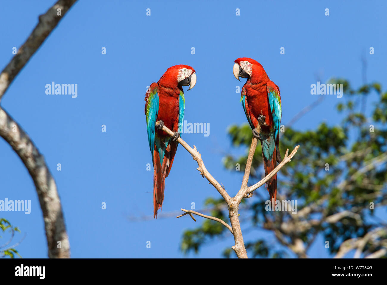 Rot-grünen Aras (Ara chloroptera) im Regenwald, Tambopata National Reserve, Peru, Südamerika. Stockfoto