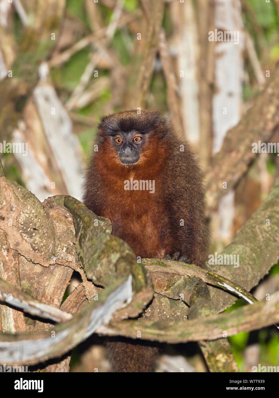 Kupferfarben Titi Monkey (Callicebus luteus) im Regenwald, Tambopata Reserve, Peru, Südamerika. Stockfoto