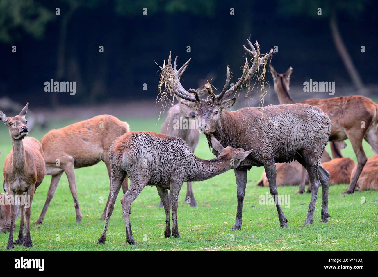 Red Deer (Cervus elaphus) Hind und Hirsch mit Gras auf Geweihe am rut-Saison, Captive, Domaine de Sainte Croix, Rhodes, Frankreich, September. Stockfoto