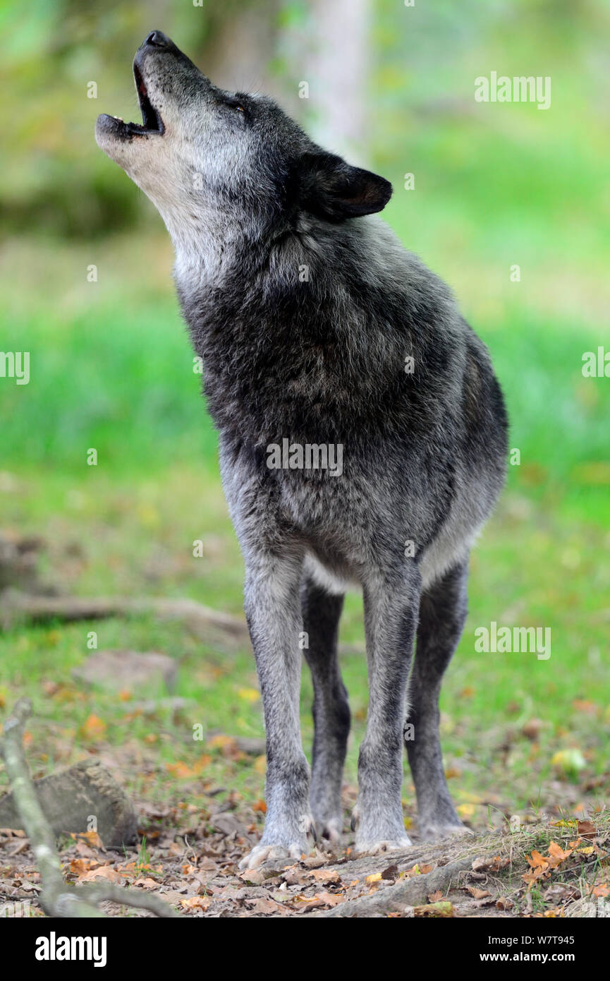 Männliche Timber Wolf heulend (Canis lupus ssp. Occidentalis) unverlierbaren, Domaine de Sainte Croix, Rhodes, Frankreich, September. Stockfoto