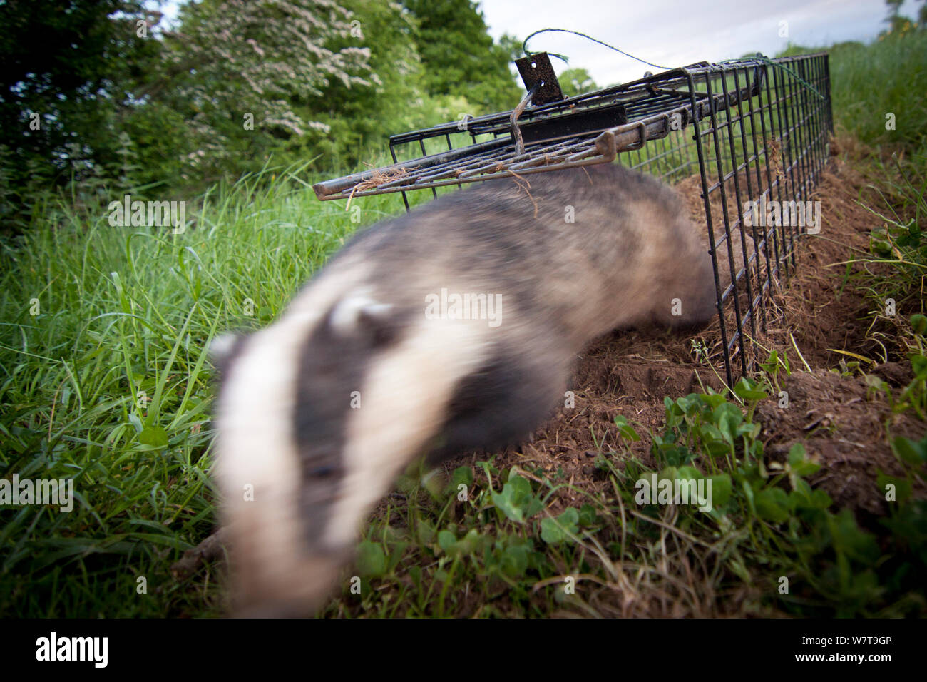 Dachs (Meles meles) freigegeben, nachdem die bovine TB-Impfstoffs durch Wildlife Trust, South Cheshire gegeben wird. Mai, 2013. Stockfoto