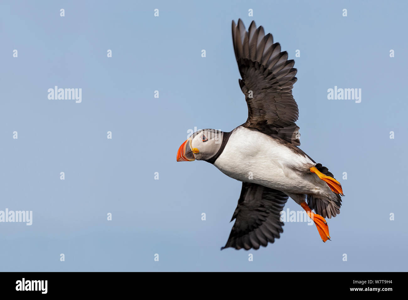 Papageitaucher (Fratercula arctica) im Flug. Fair Isle, Shetlandinseln, Schottland, Großbritannien, Juli. Stockfoto