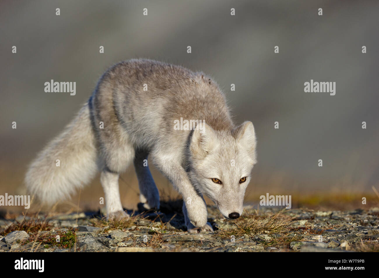Polarfuchs (Alopex / Vulpes Lagopus) Porträt, während der Mauser aus grauen Sommerfell, Winterweiß. Dovrefjell Nationalpark, Norwegen, September. Stockfoto