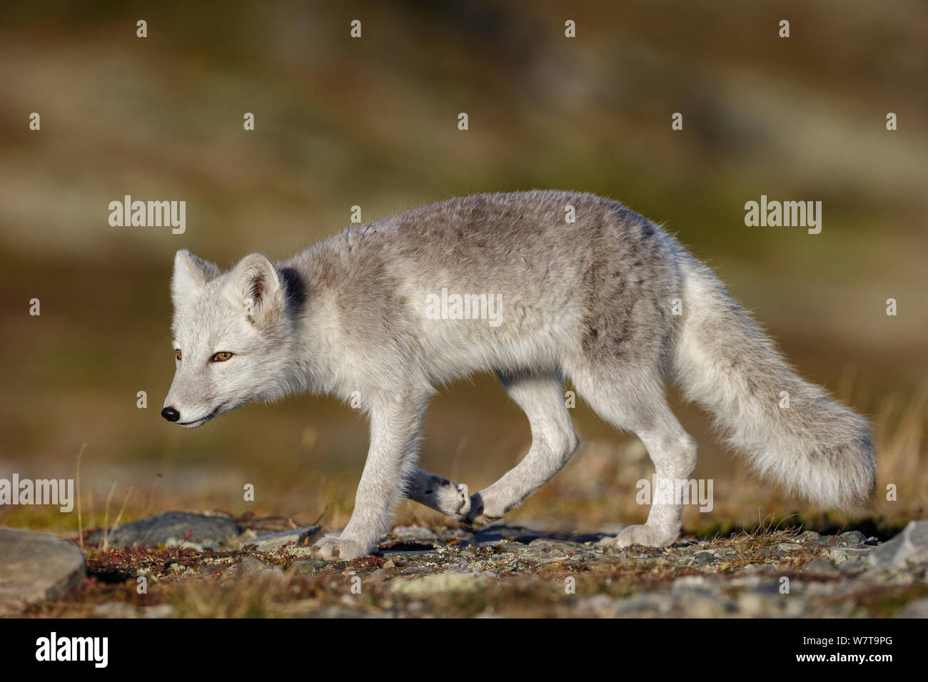 Polarfuchs (Alopex/Vulpes lagopus) wandern, während der Mauser aus grauen Pelz im Sommer zu Winter weiß. Nationalpark Dovrefjell, Norwegen, September. Stockfoto