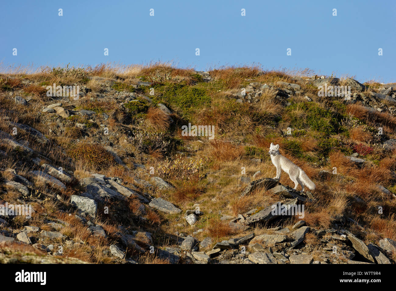 Polarfuchs (Alopex/Vulpes lagopus) in der Umwelt, während der Mauser aus grauen Pelz im Sommer zu Winter weiß. Nationalpark Dovrefjell, Norwegen, September. Stockfoto