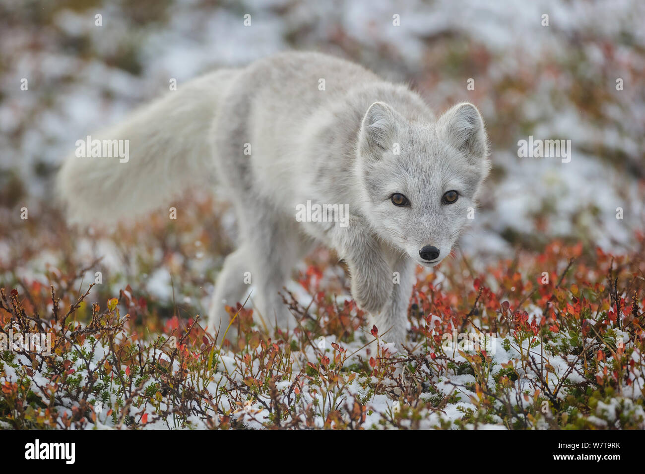 Polarfuchs (Alopex / Vulpes Lagopus) Porträt, während der Mauser aus grauen Sommerfell, Winterweiß. Dovrefjell Nationalpark, Norwegen, September. Stockfoto