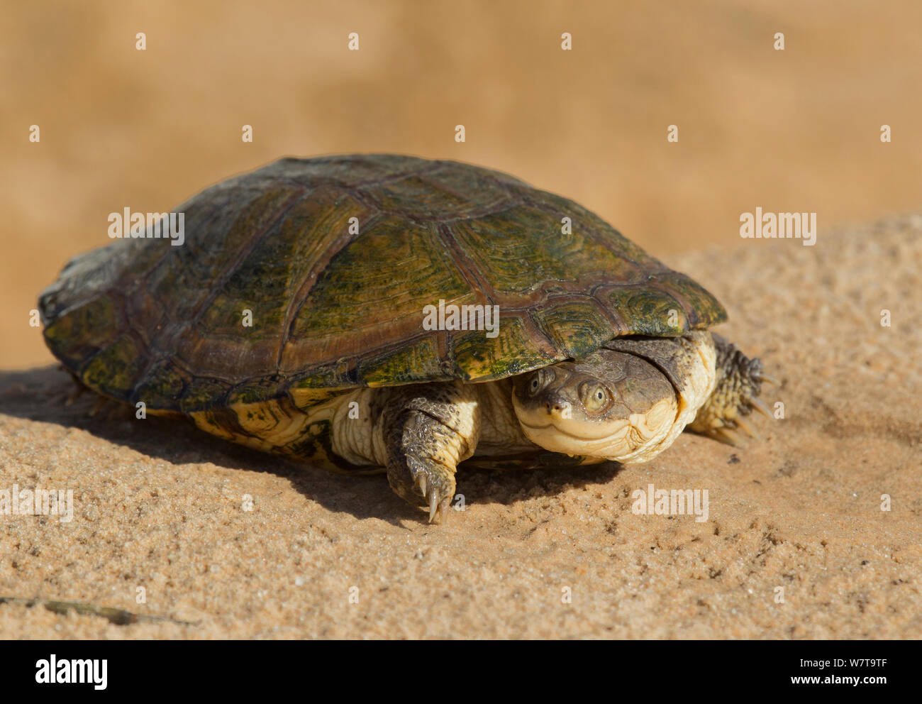 Afrikanische Seitenhalsschildkrote Stockfotos Und Bilder Kaufen Alamy