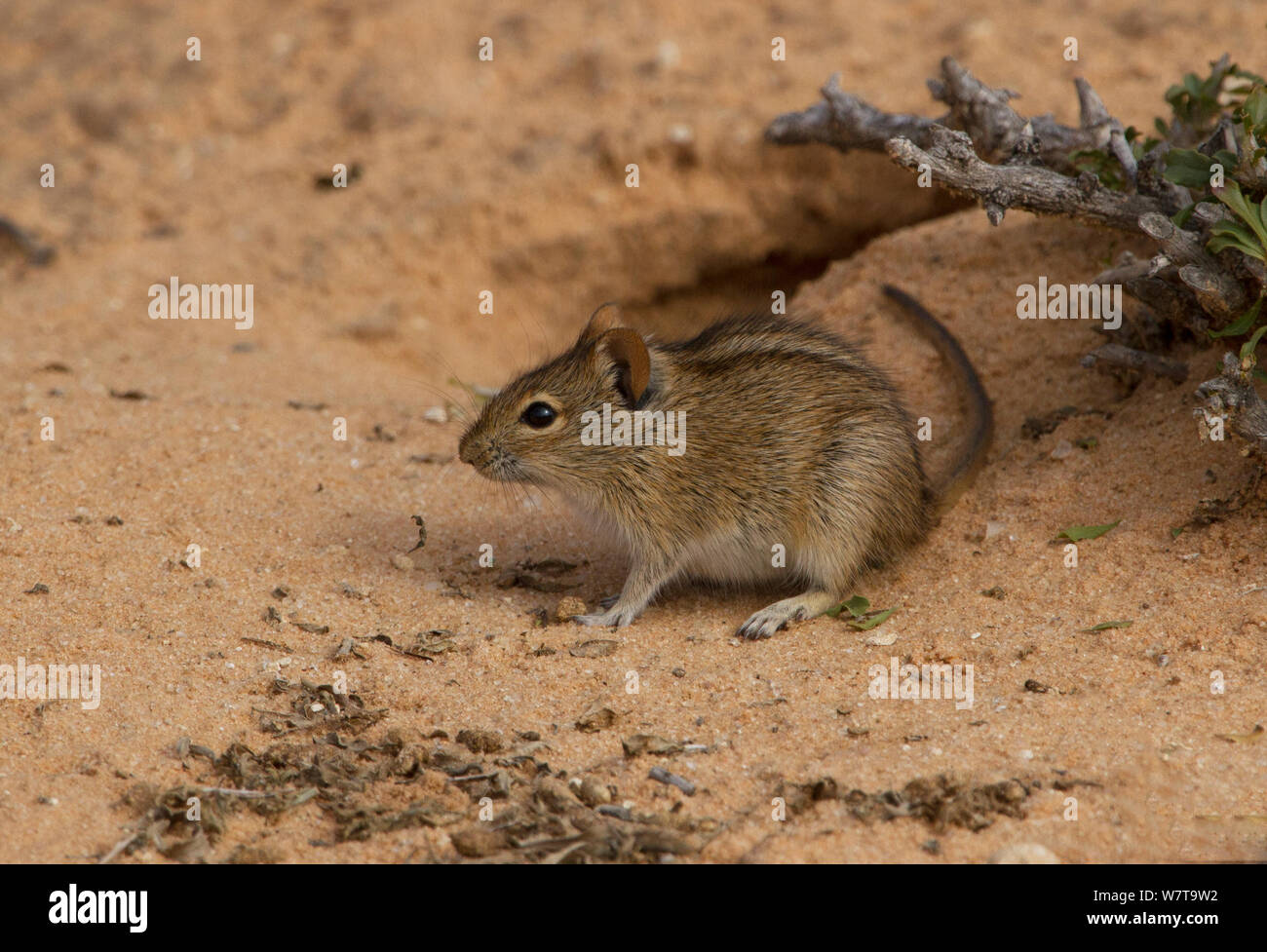 Kalahari Striemengrasmaus (Rhabdomys pumilio) außerhalb der Fuchsbau. Kgalagadi, Südafrika. Stockfoto