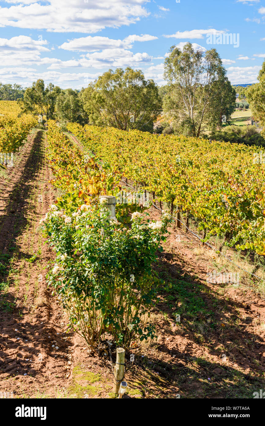 Herbst Weinreben an Sittella Weingut im Swan Valley Wein Region von Western Australia, Australien Stockfoto