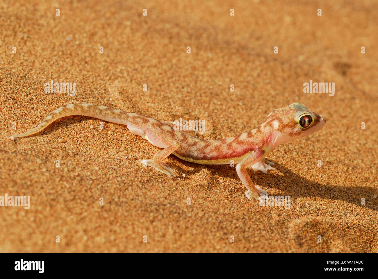 Footed Gecko (Pachydactylus Rangei) Porträt, endemische Arten. Dorob Nationalpark, Namibia. Stockfoto