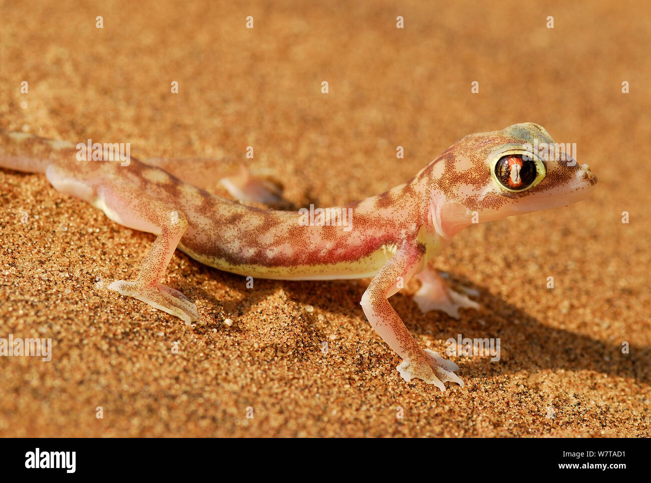Web-footed Gecko (Pachydactylus rangei) endemischen Arten. Dorob Nationalpark, Namibia. Stockfoto