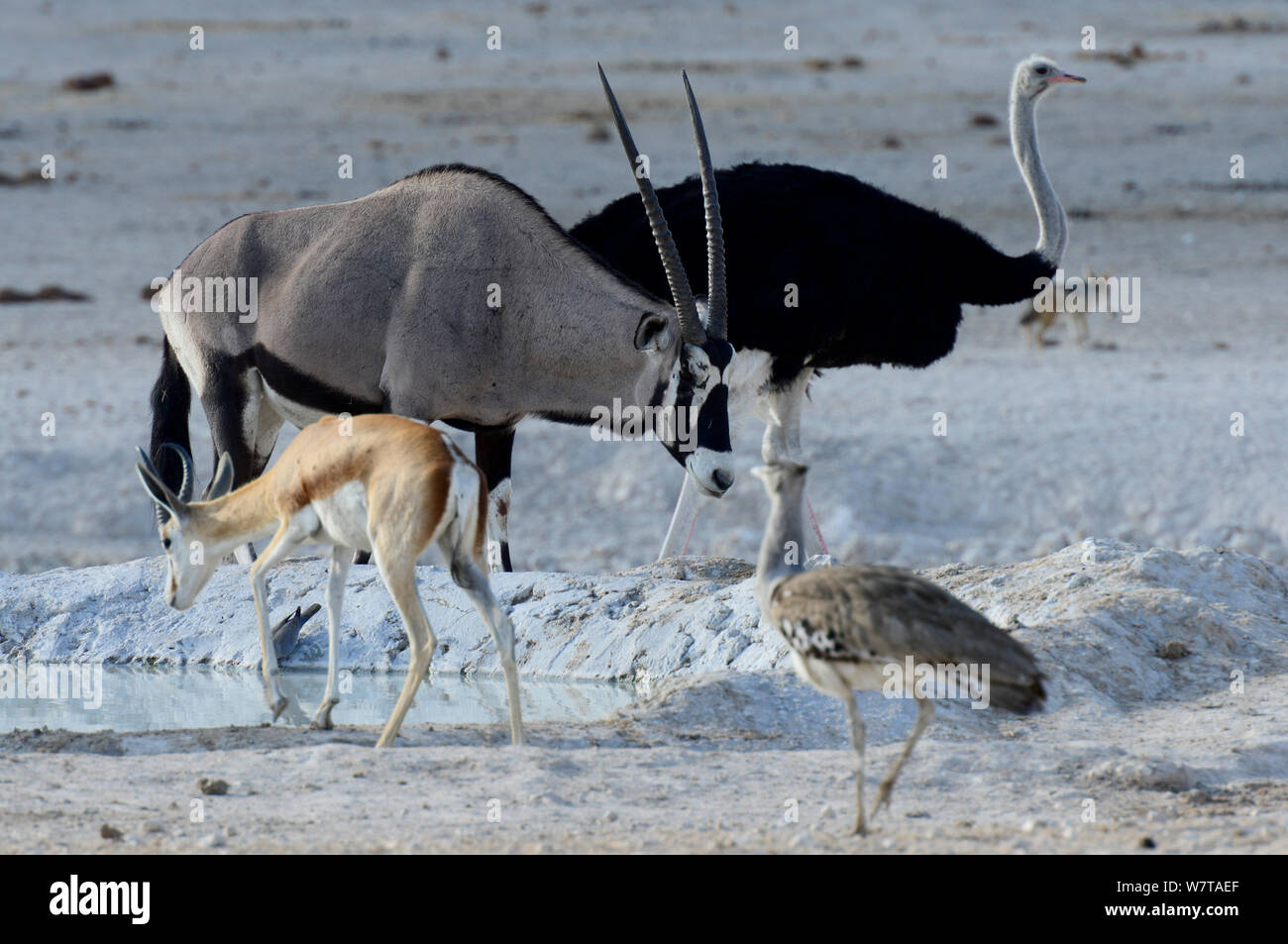 Oryx (Oryx gazella) am Wasserloch, mit Strauß (Struthio camelus), Springböcke (Antidorcas marsupialis) und Kori bustard (Ardeotis Kori). Etosha National Park, Namibia. Stockfoto