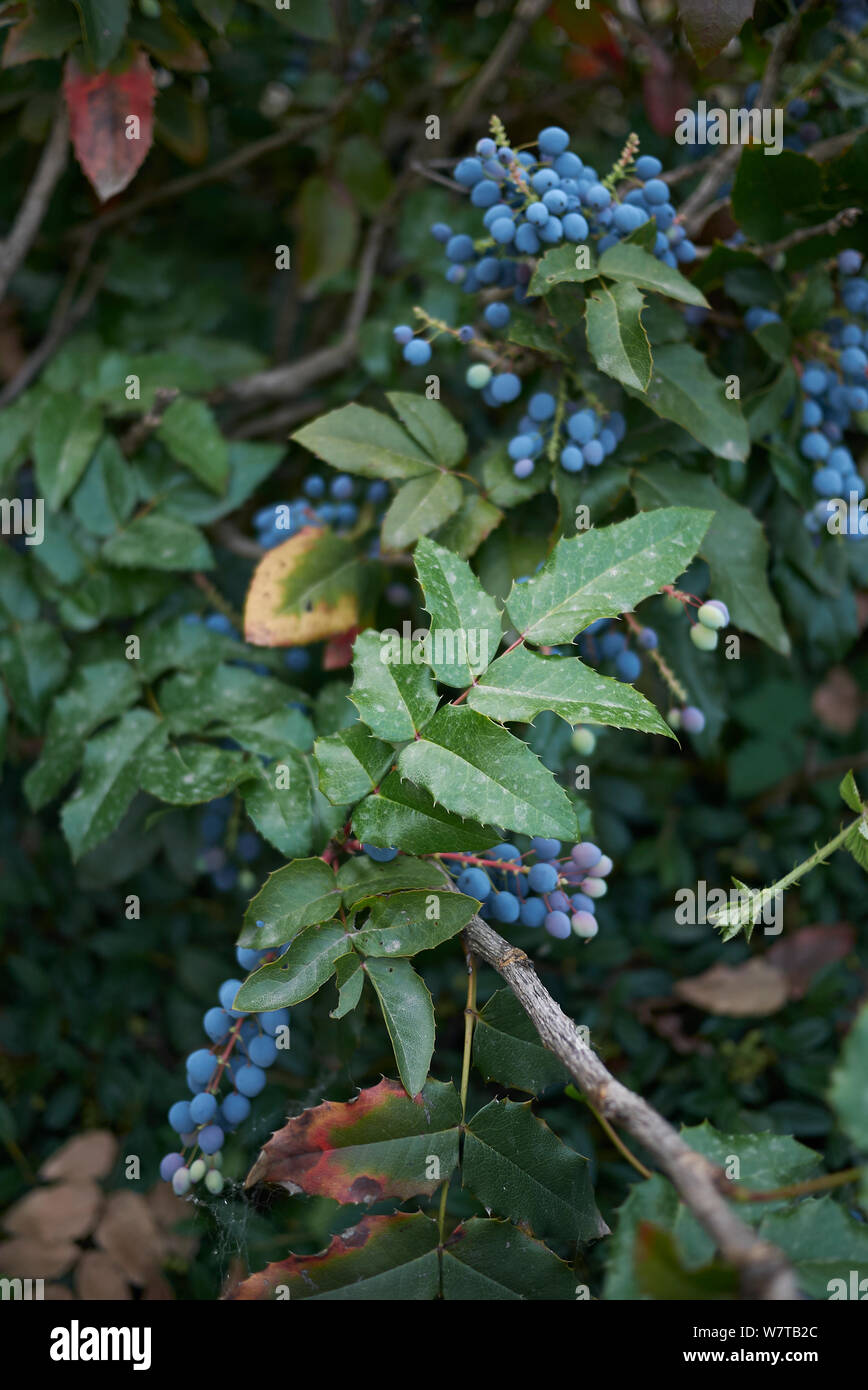 Oregon Traube (Mahonia aquifolium, Holly-leaved Berberry) Frchte, blhende  Pflanze in der Familie Berberidaceae, native Region: west-Nordamerika  Stockfotografie - Alamy