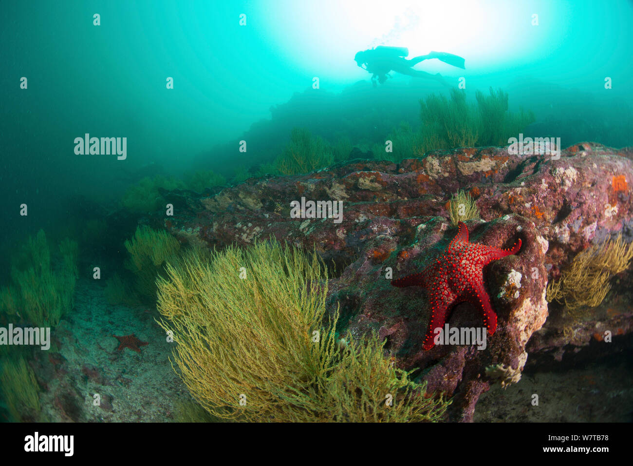 Taucher schwimmen über Reef Struktur. Panamic Cushion Sea Star (Pentaceraster cumingi) Galapagos Inseln. Stockfoto