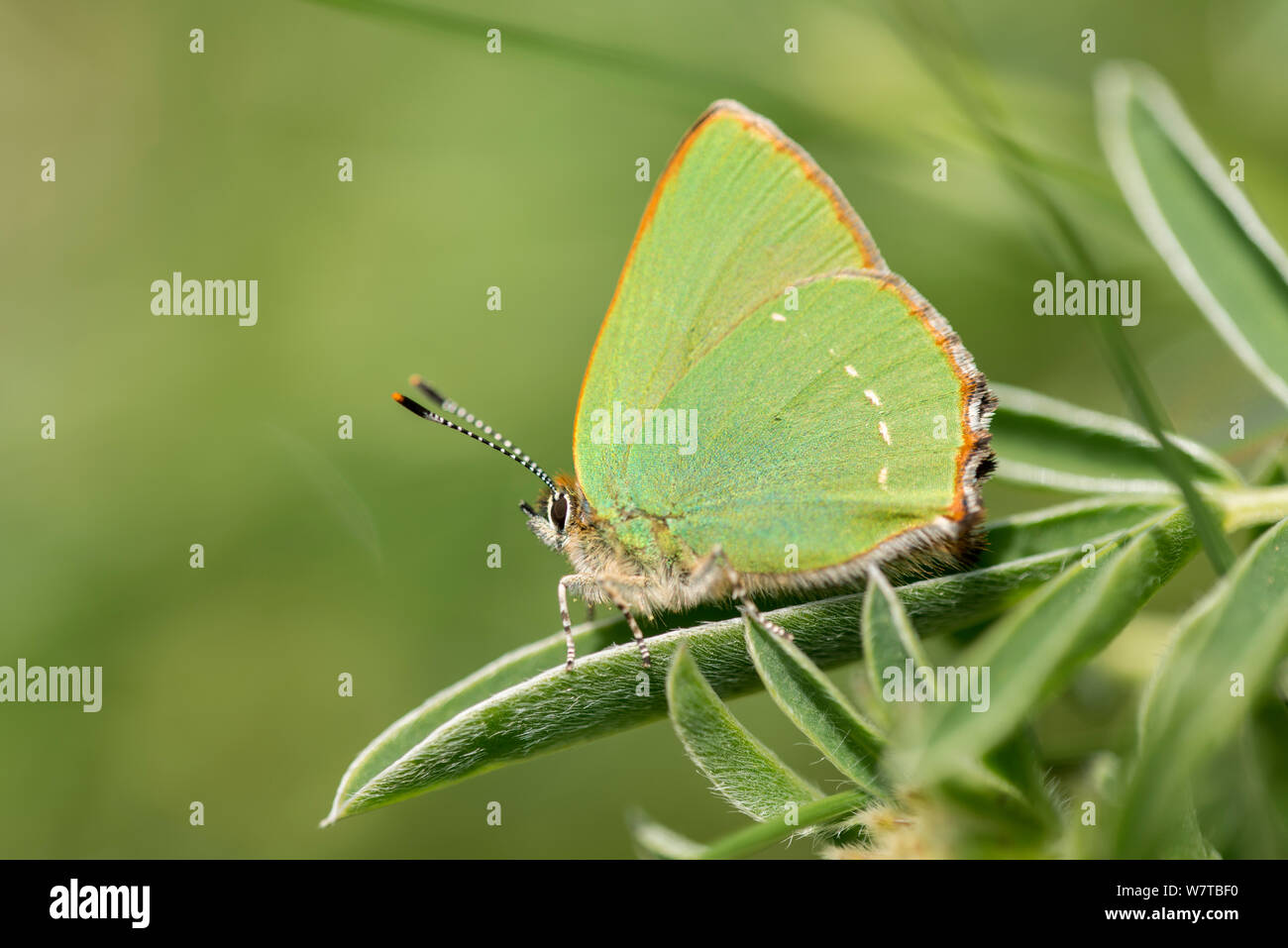 Green hairstreak Schmetterling (Callophrys Rubi), Garfield, North Cornwall, UK, Mai. Stockfoto