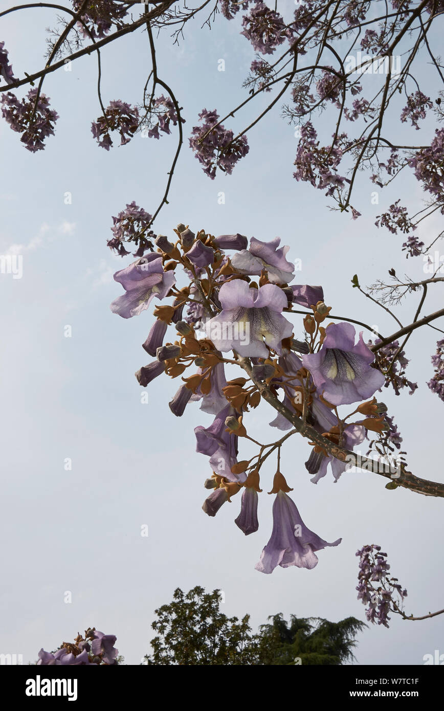 Paulownia tomentosa Baum Stockfoto