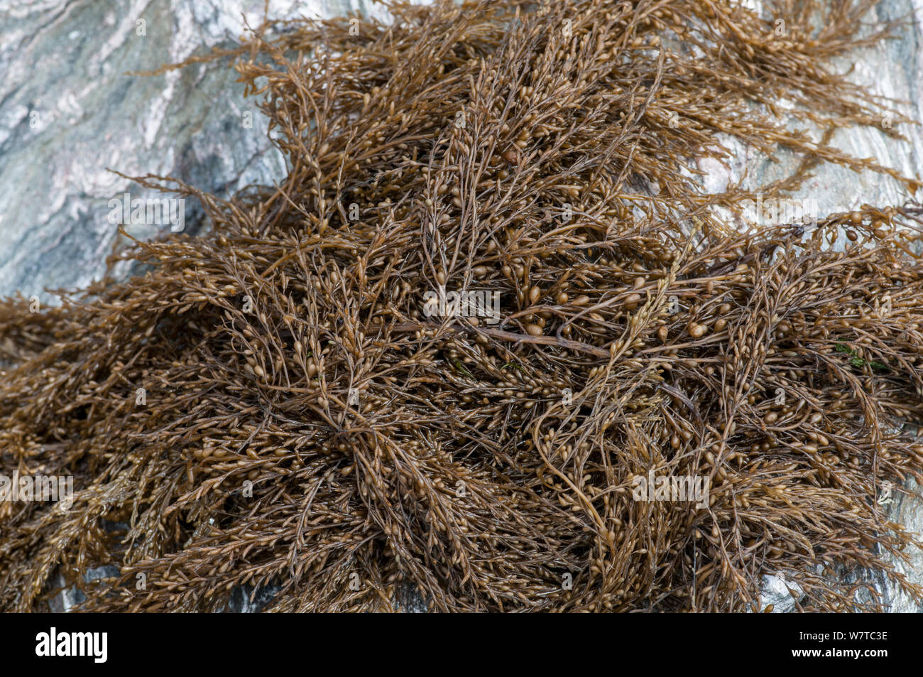 Japanische wireweed (Sargassum muticum) gebietsfremde Arten aus Japan, Devon, England, Großbritannien, Juli. Stockfoto