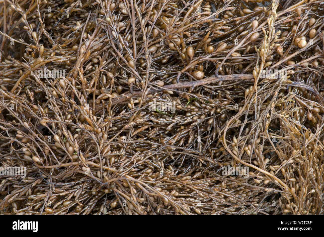 Japanische wireweed (Sargassum muticum) gebietsfremde Arten aus Japan, Devon, England, Großbritannien, Juli. Stockfoto
