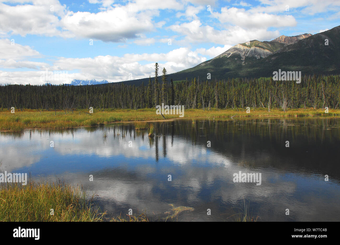 Eine Reflexion der schönen Himmel und Wälder in den Wrangell St. Elias National Park in der weiten Wildnis von Alaska, USA Stockfoto