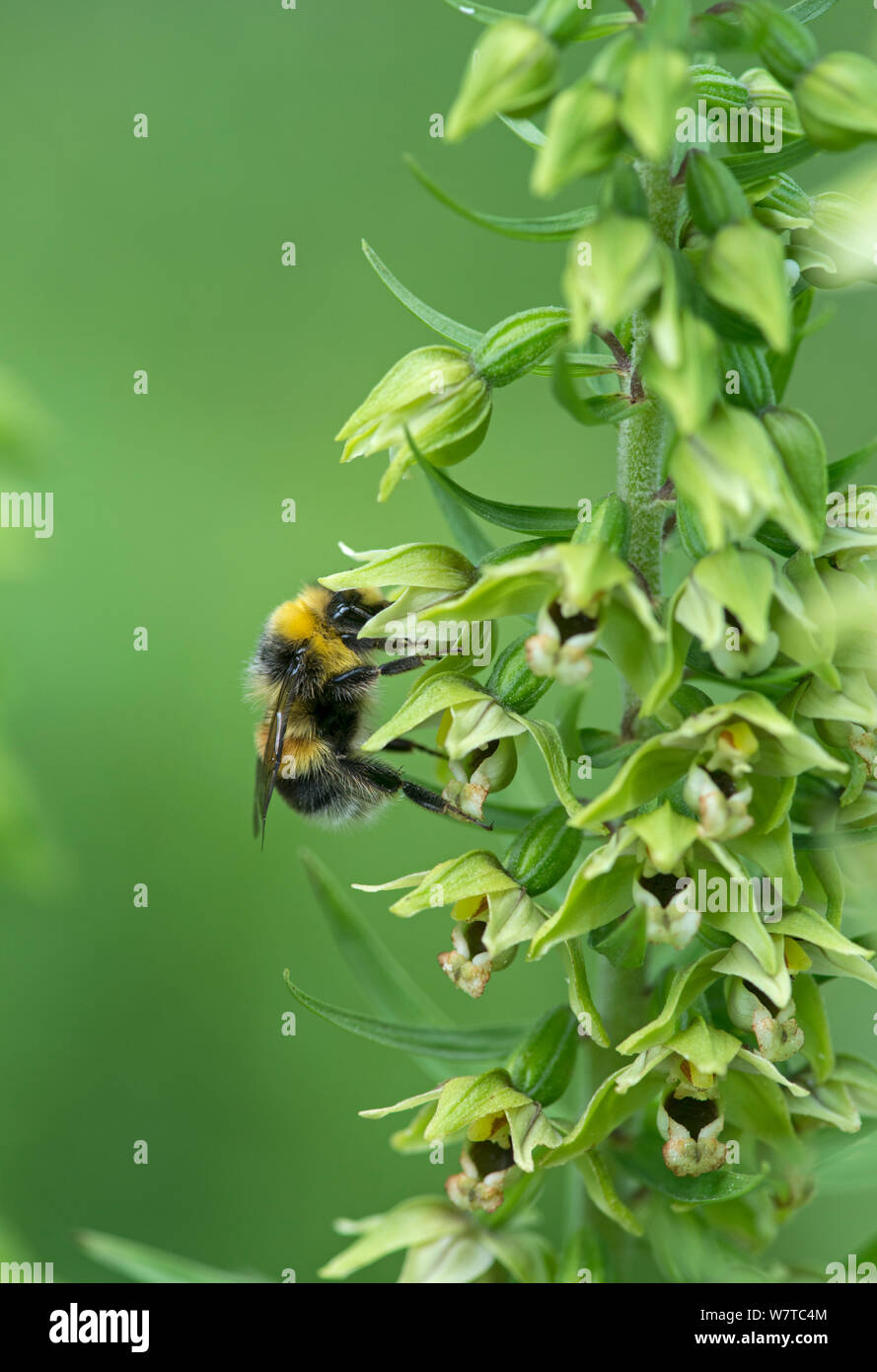 White-tailed Hummel (Bombus lucorum) männlich auf der Broad Leaved Helleborine (Epipactis Helleborine) Surrey, England, August. Stockfoto