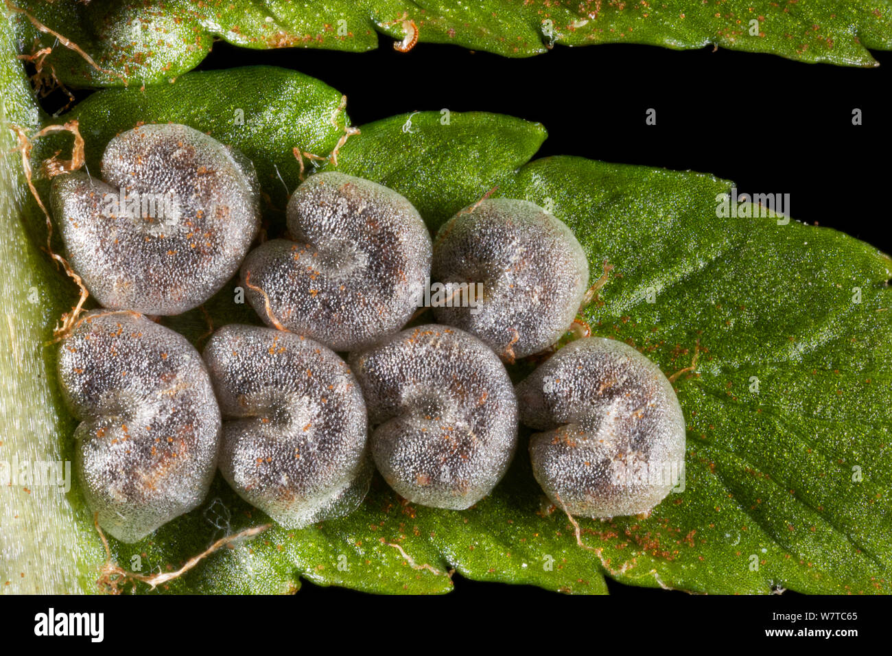 Spore Kapseln von männlichen Warenkorb Fermin (Dryopteris filix-mas) Stockfoto