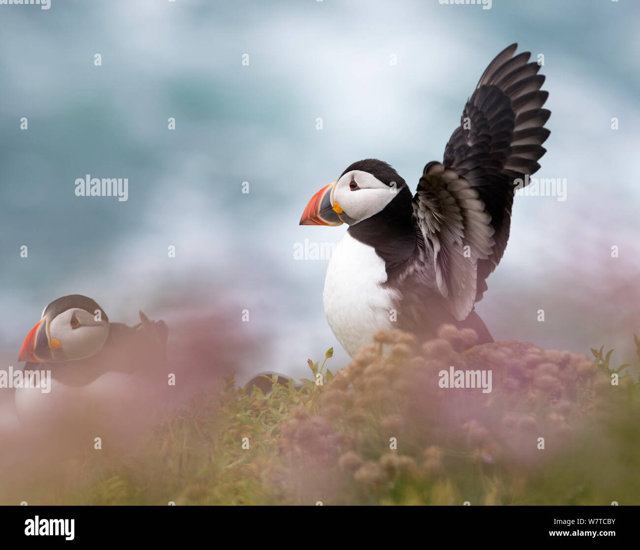 Zwei Papageitaucher (Fratercula arctica), mit einer seine Flügel, unter Küsten Sparsamkeit (Armeria maritima). Große Saltee, Saltee Inseln, Co Wexford, Irland, Juni. Stockfoto