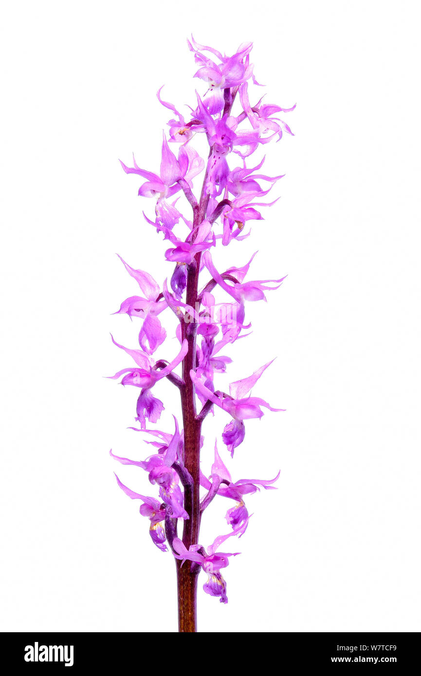 Orchidee (Orchis mascula signifera) in Blüte, Slowenien, Europa, kann Meetyourneighbors.net Projekt Stockfoto