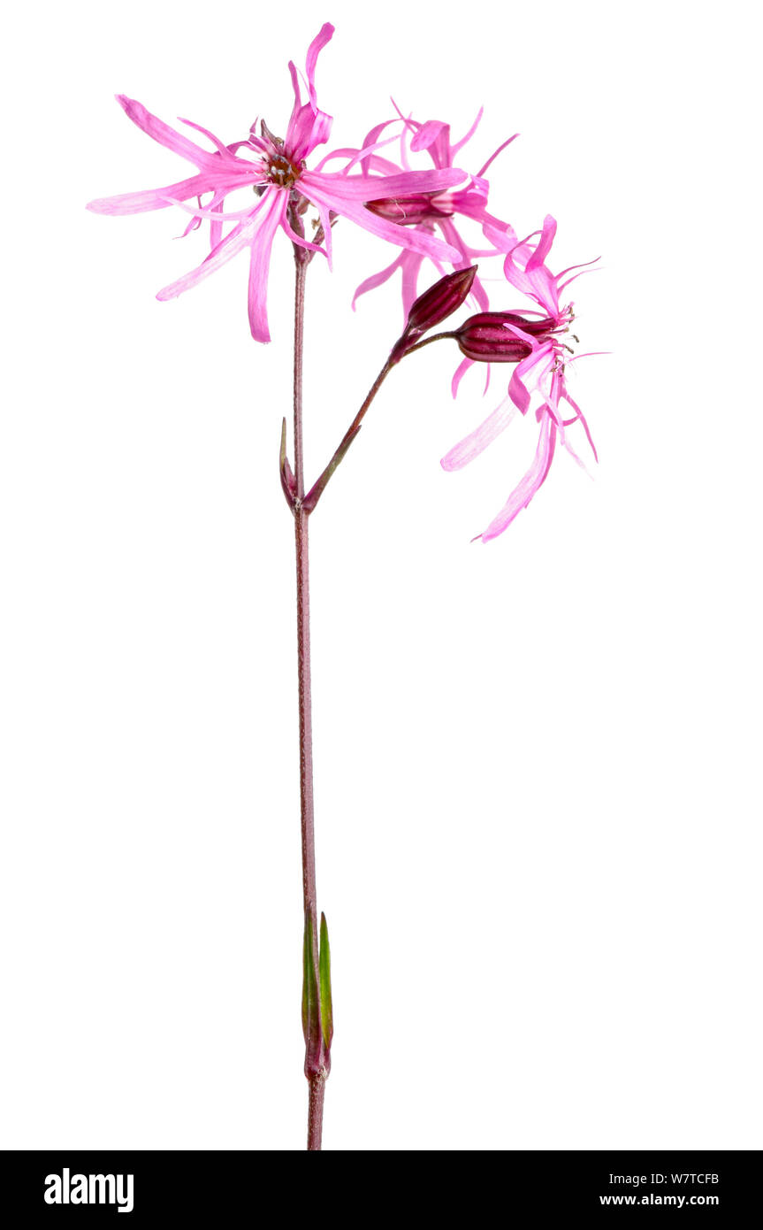 Ragged Robin (Silene flos-cuculi) in Blüte, Slowenien, Europa, Juni Meetyourneighbors.net Projekt Stockfoto