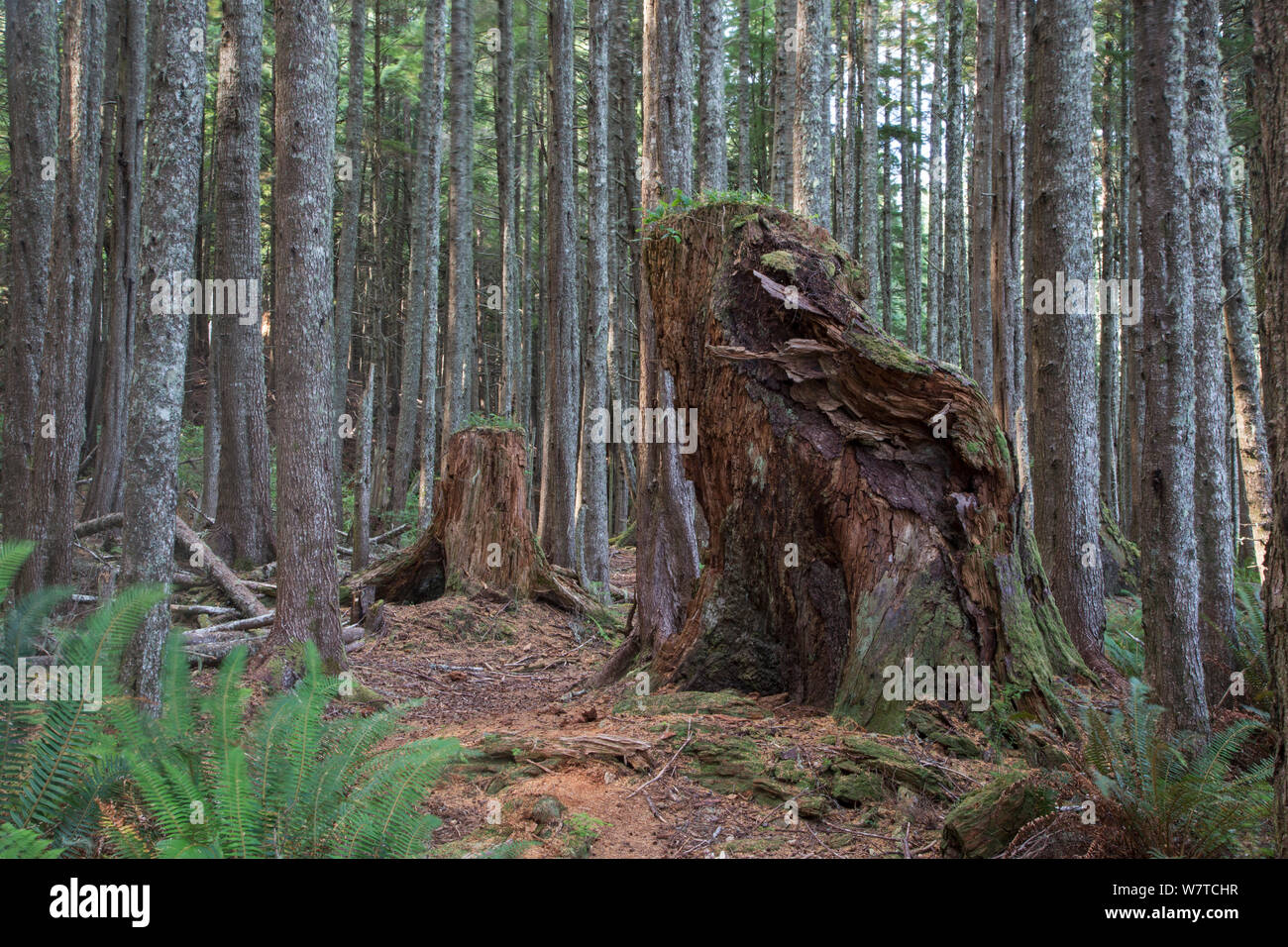 Baumstumpf, wahrscheinlich Schneiden vor 100 Jahren dazwischen gepflanzt Wald für Holz- und Papierfabriken. Vancouver Island, British Columbia, Kanada, August. Stockfoto