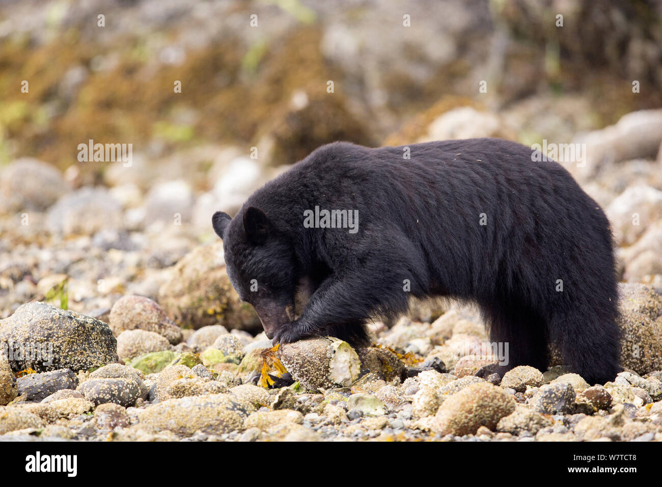 Vancouver Island Black Bear (Ursus americanus vancouveri) Leistungsbeschreibung der Nahrungssuche auf einem felsigen Strand bei Ebbe. Vancouver Island, British Columbia, Kanada, August. Stockfoto