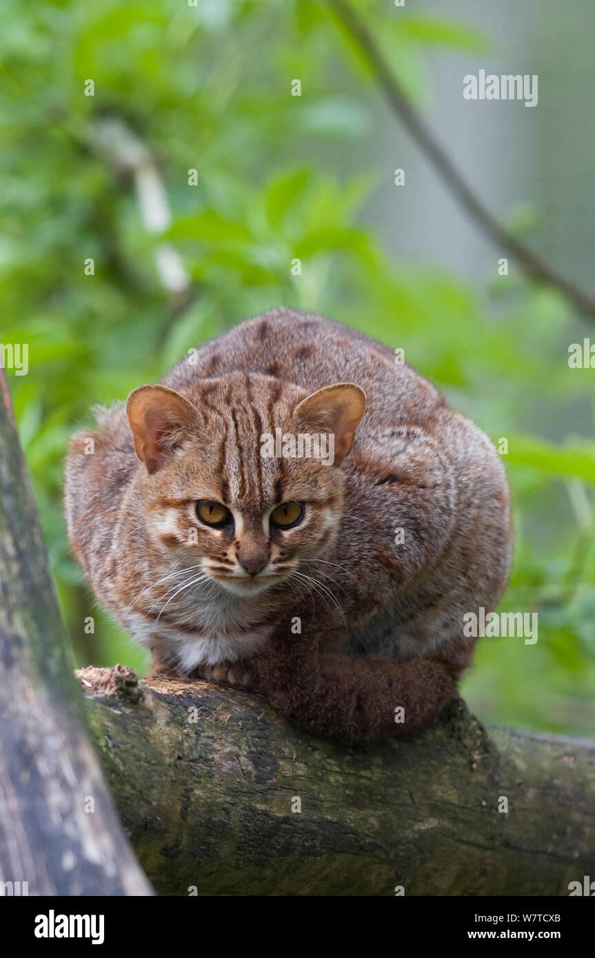Rusty beschmutzte Katze (Felis rubiginosus phillipsi), Captive, beheimatet in Sri Lanka. Stockfoto
