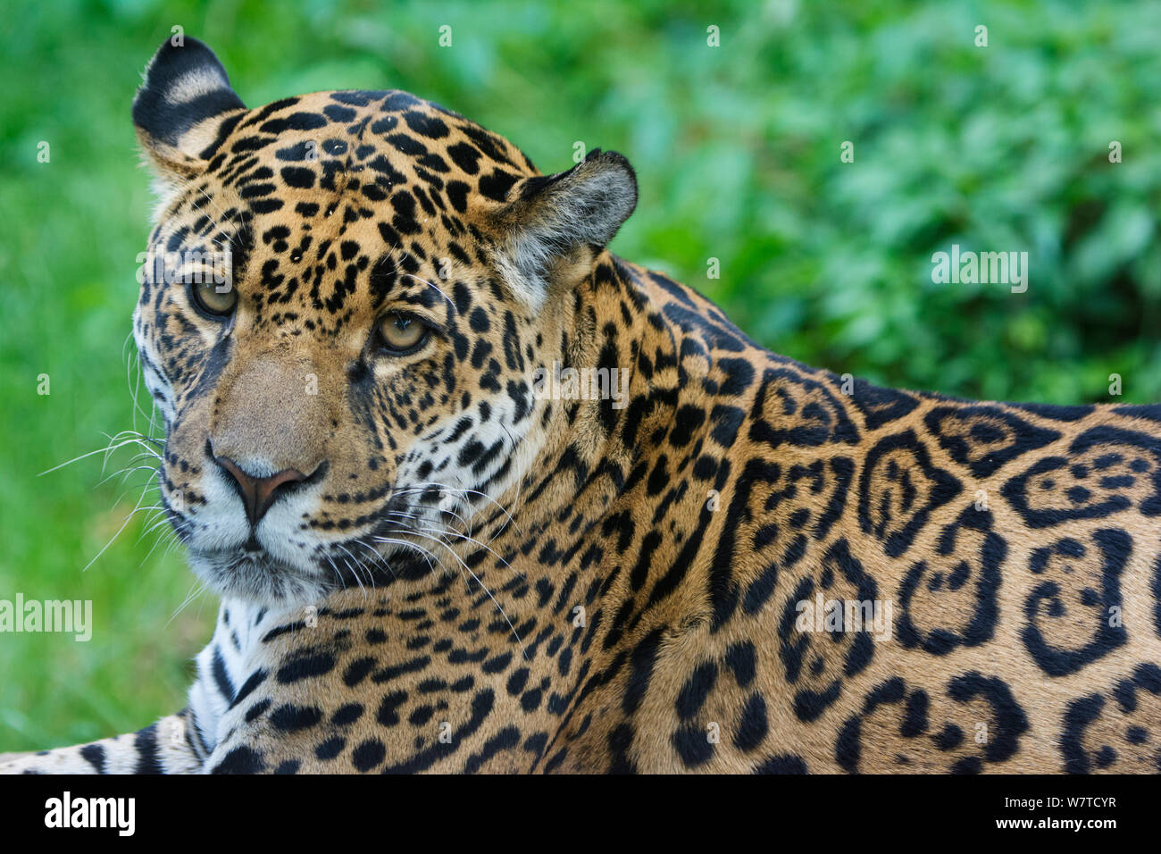 Weibliche Jaguar (Panthera onca), Captive, beheimatet in Süd- und Mittelamerika. Stockfoto