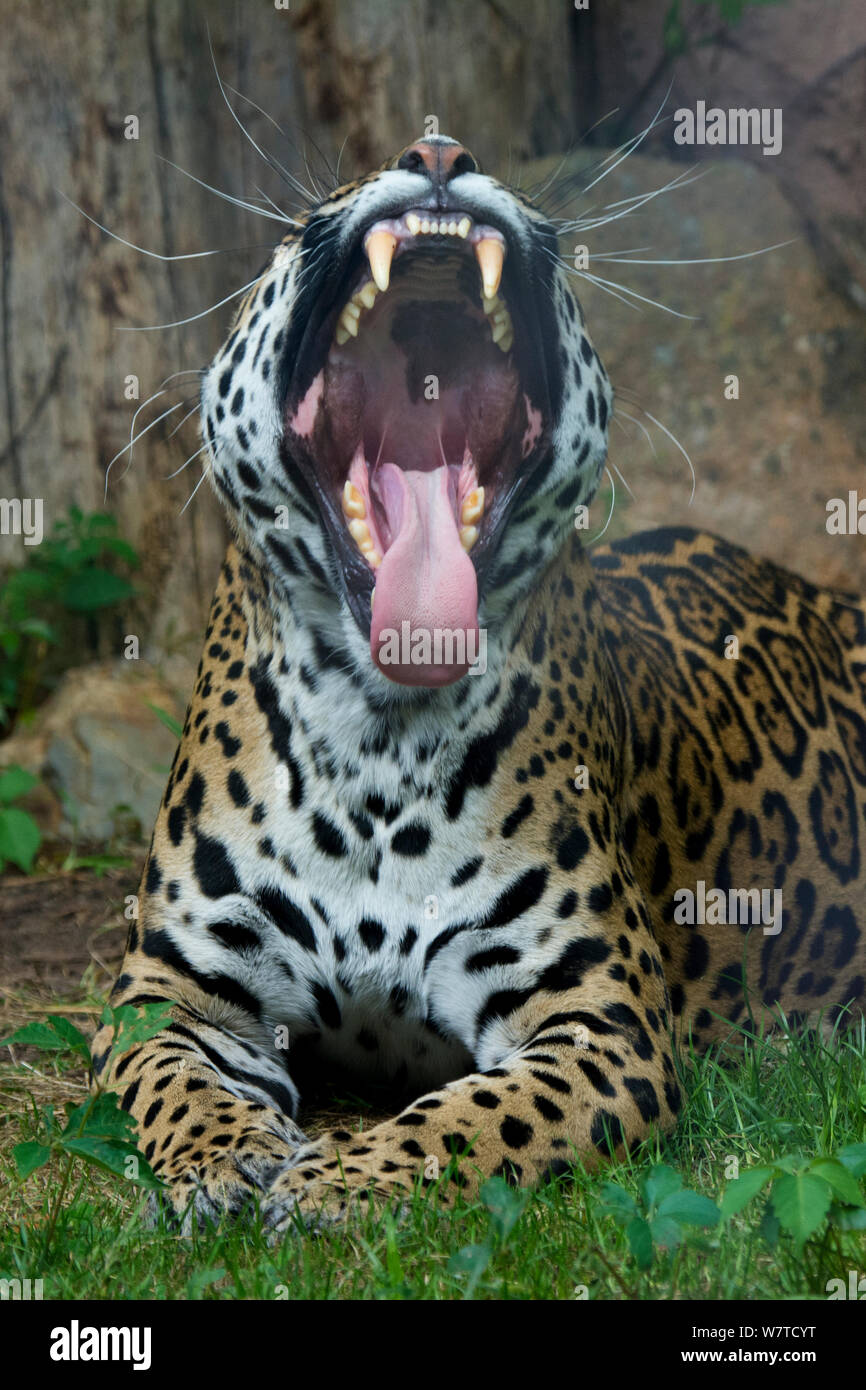 Weibliche Jaguar (Panthera onca) Gähnen, Captive, beheimatet in Süd- und Mittelamerika. Stockfoto