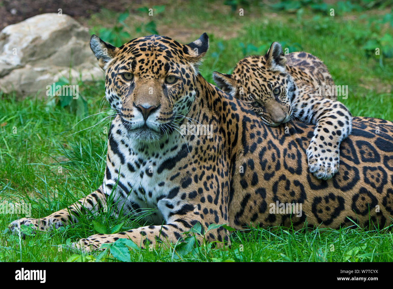 Weibliche Jaguar (Panthera onca) spielen mit ihr Junges, Captive, beheimatet in Süd- und Mittelamerika. Stockfoto