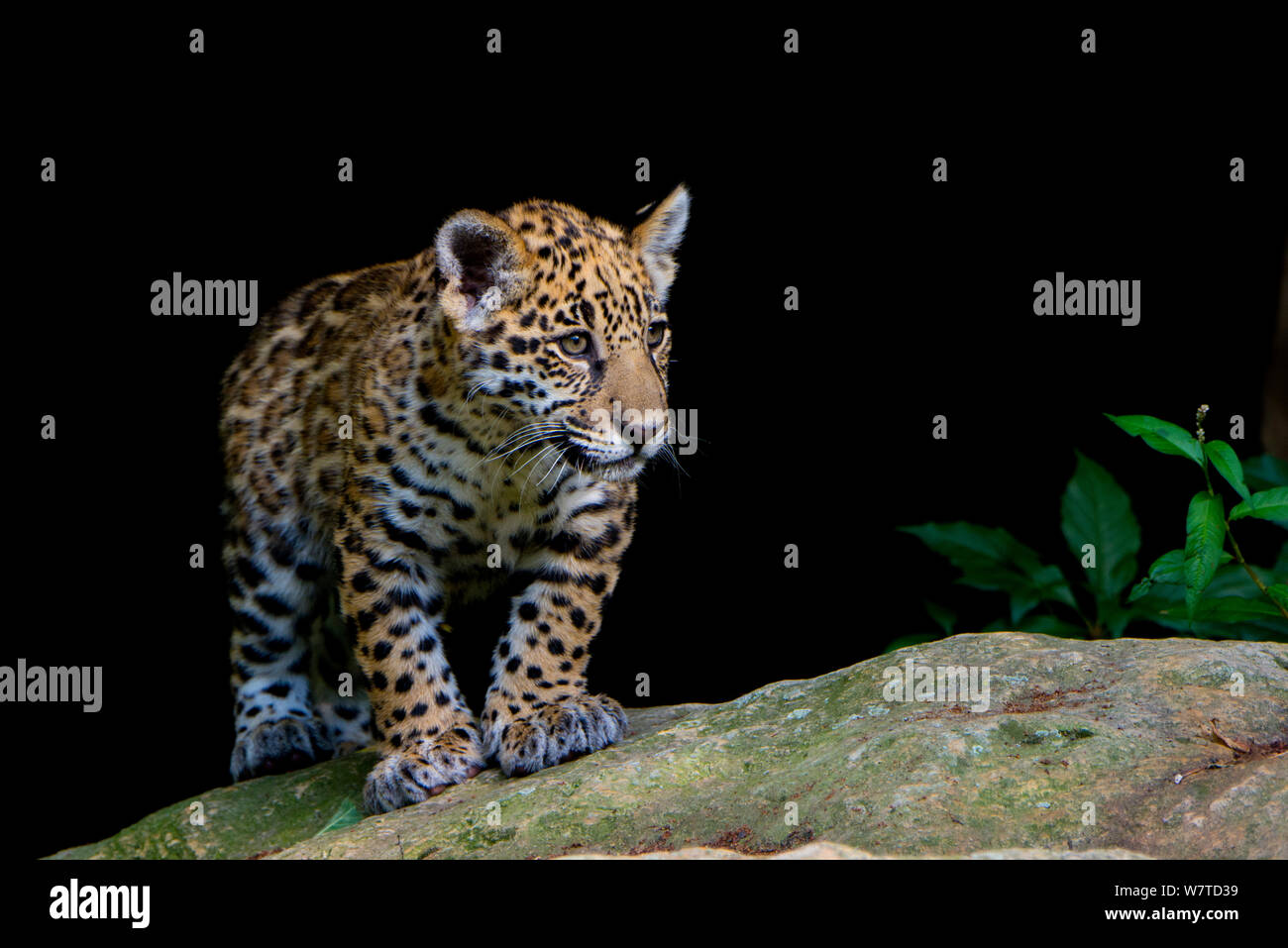 Jaguar (Panthera onca) Cub, Captive, beheimatet in Süd- und Mittelamerika. Stockfoto